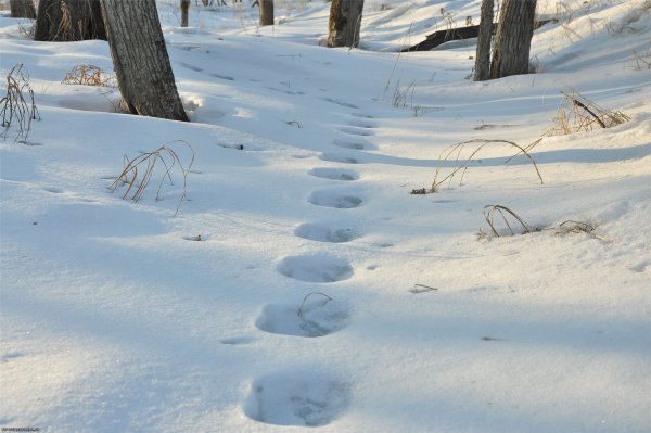 Следы на снегу