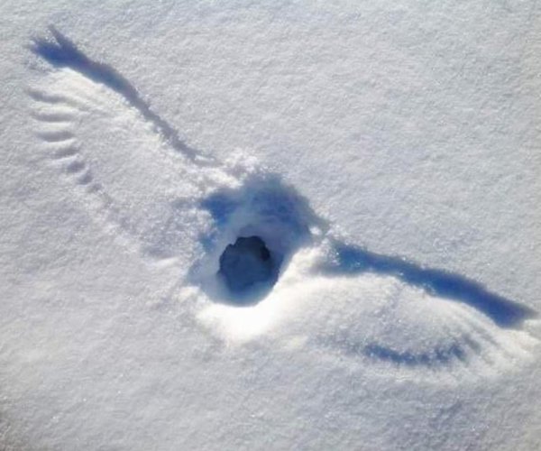 Следы Филина на снегу