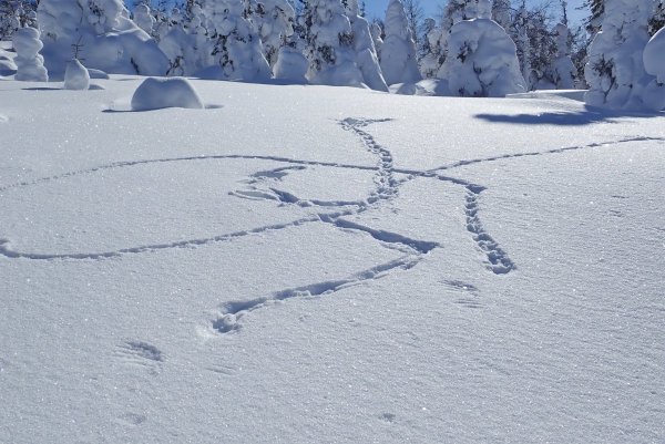 Следы на снегу