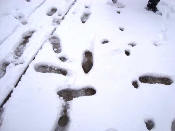 Следы на снегу в городе