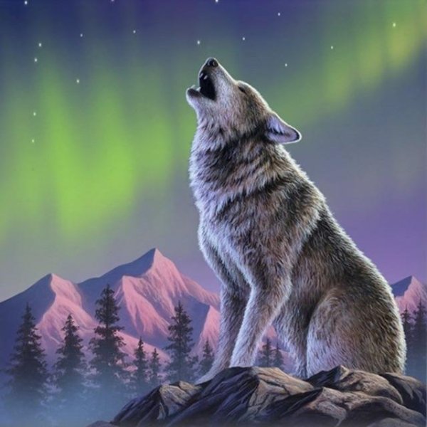 Волк на фоне Северного сияния