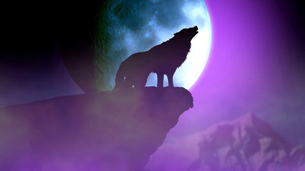 Футаж волк и Луна