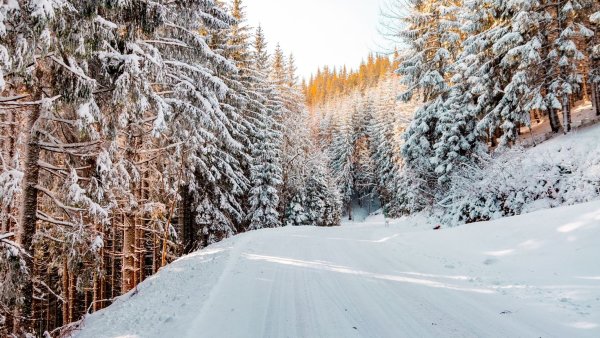 Картинки на рабочий стол зимний лес