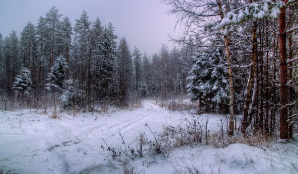 Зимняя опушка