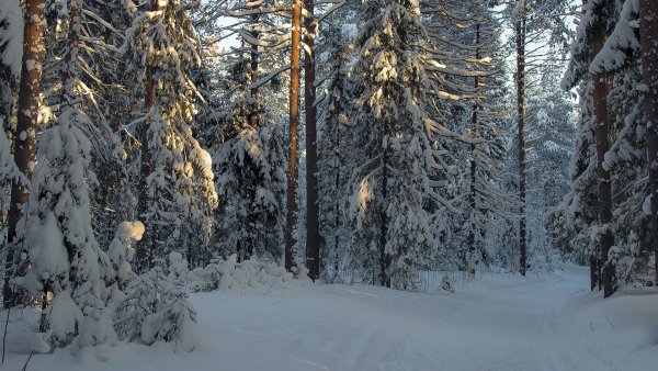 Хвойный лес зимой
