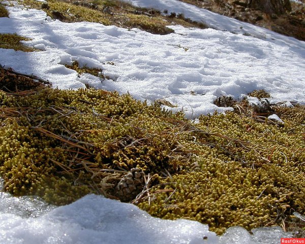 Проталинки на снегу