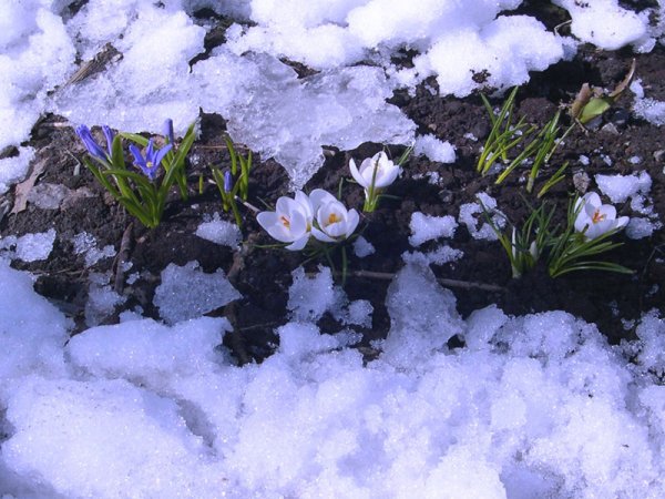 Таяние снега проталины подснежники