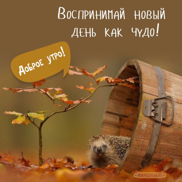 С добрым осенним утром пятницы