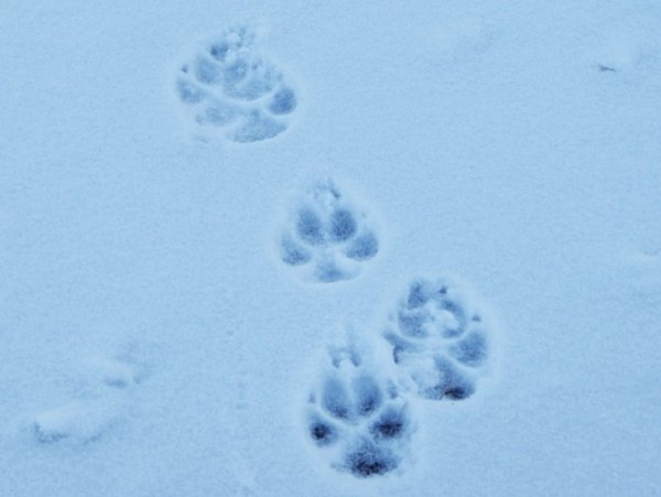 Картинки следы волка на снегу (64 фото) » Картинки и статусы про окружающий  мир вокруг