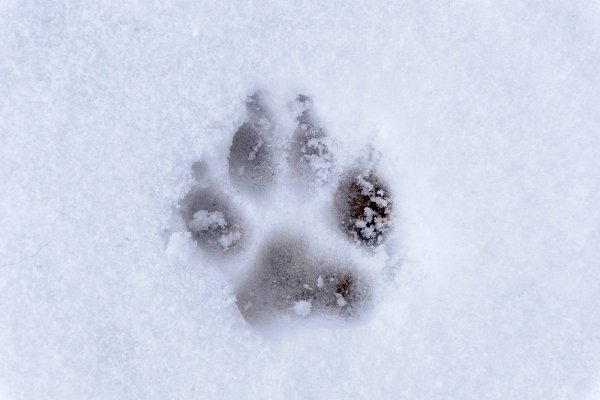 Как сравнить следы волка и собаки на снегу