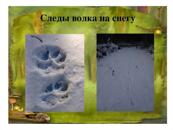 Следы волка и собаки отличие на снегу