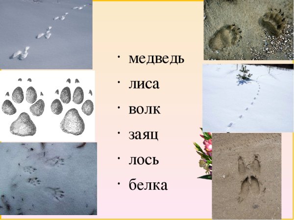 Следы волка и лисы на снегу