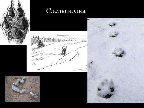 Следы жизнедеятельности волка