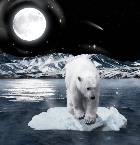 Северный полюс сияние белый медведь