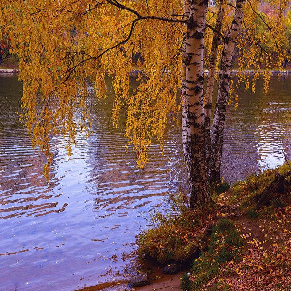Осень березы озеро