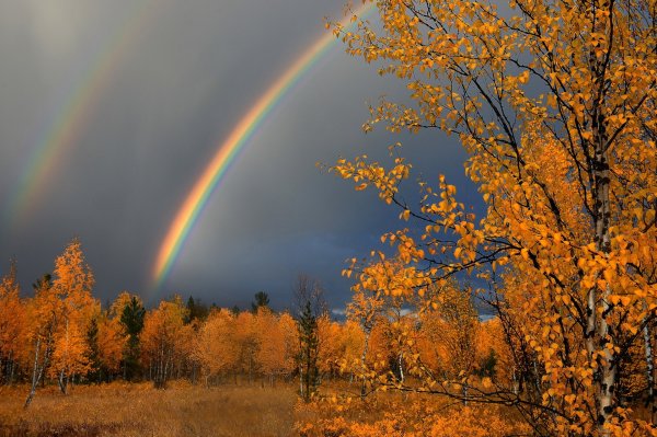 Осень дождь