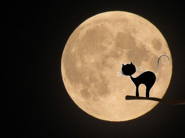 Кот на Луне
