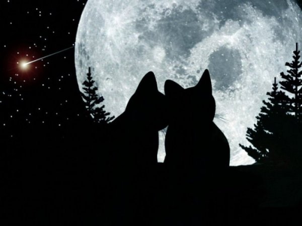 Котята под луной