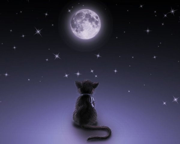 Кот на фоне звездного неба