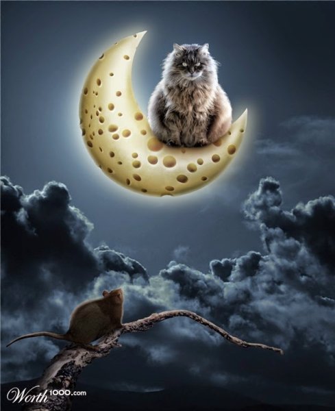 Спокойной ночи кот Луна