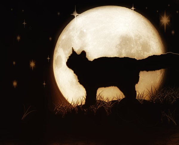 Кот под луной красками