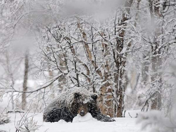 Медведь зимой в лесу