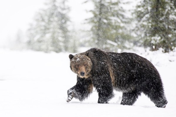 Медведь в снегу