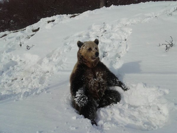 Бурые медведи и медвежата в снегу