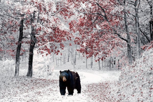 Медведь в Снежном лесу
