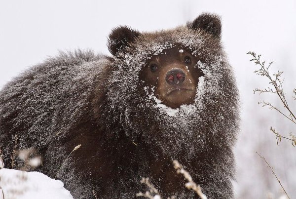 Медвежонок в снегу