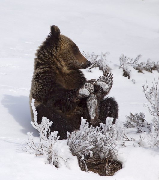 Медведь шатун