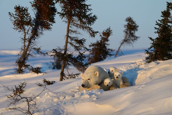 Белый медведь в лесу