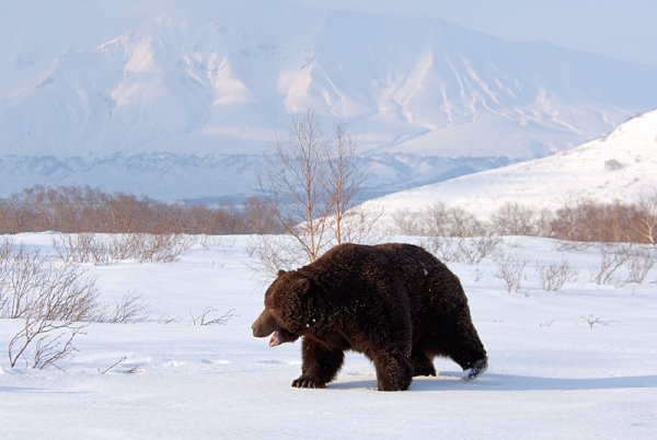 Игорь Петрович Шпиленок медведь зимой