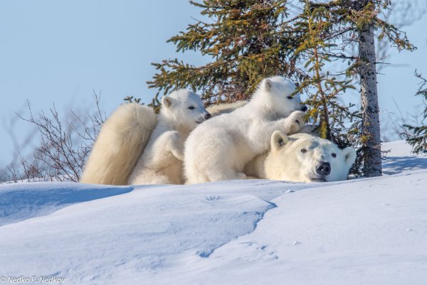 Природа России белый медведь