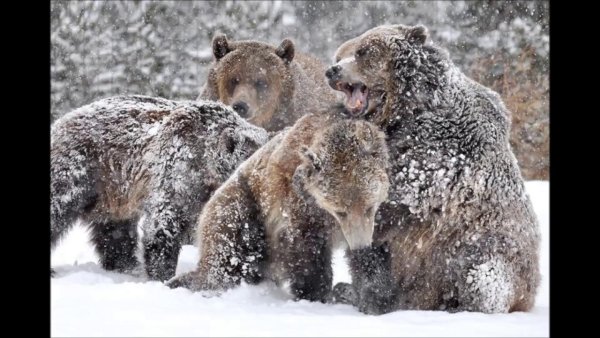 Гризли зимой