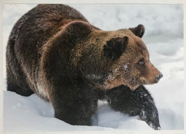 Бурый медведь шатун