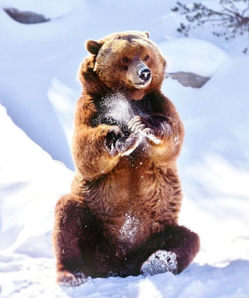 Медведь зимой