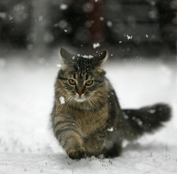 Кот идет по снегу