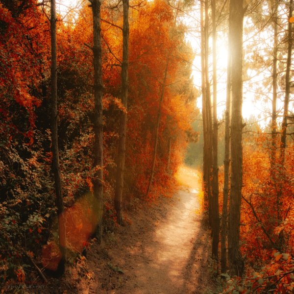 Фотограф Илдико НИР Ildiko Neer