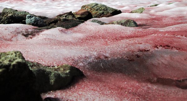 Криофильные водоросли