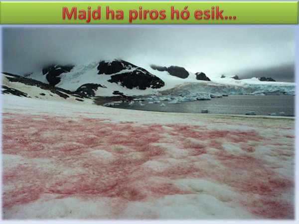Красный снег в Антарктиде