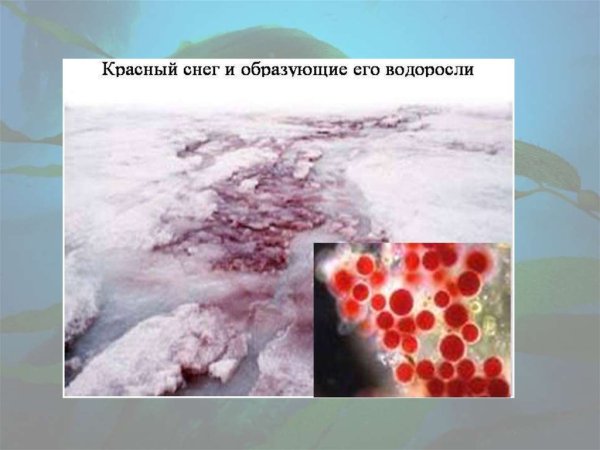 Красный снег водоросли