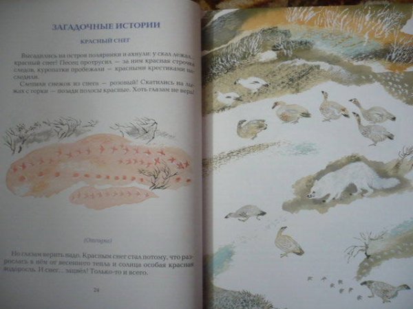 Рассказ красный снег Сладков иллюстрации
