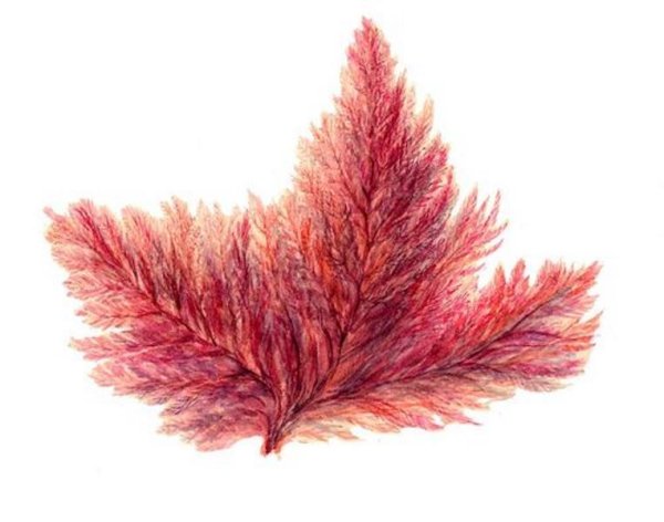 Красные водоросли каллитамнион