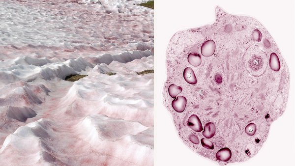 Водоросль хламидомонада Снежная