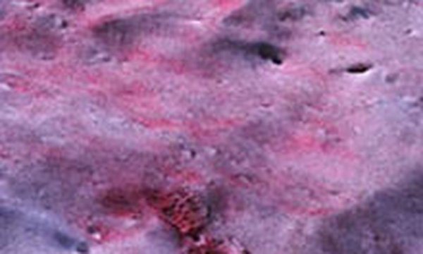 Розовый снег в Колорадо