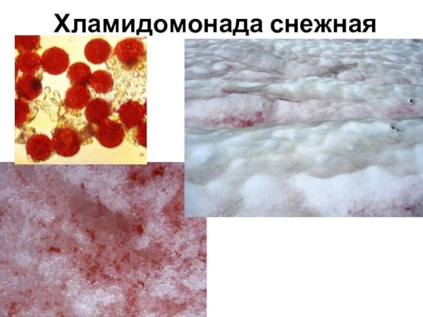 Водоросль хламидомонада Снежная