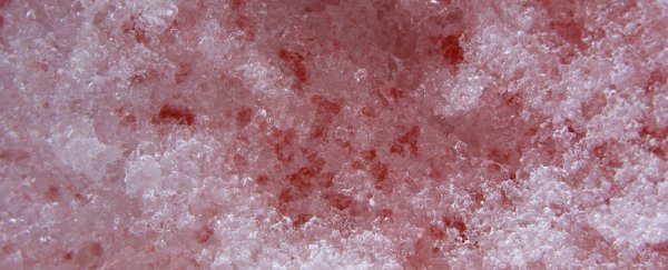 Красный снег в горах