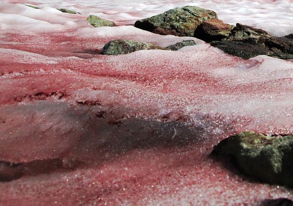 Chlamydomonas nivalis