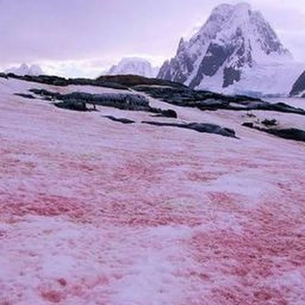 Розовый снег в горах Хибины